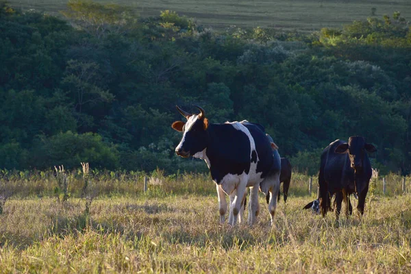 Nellore Bos Taurus Indicus 一群在日落时在田里放牧的牛 — 图库照片