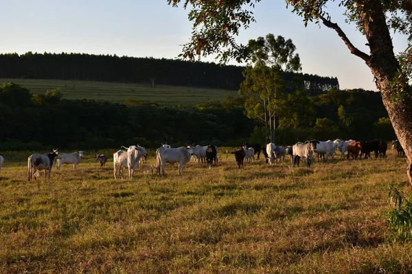 Grupo Ganado Nellore Bos Taurus Indicus Pastando Campo Atardecer —  Fotos de Stock