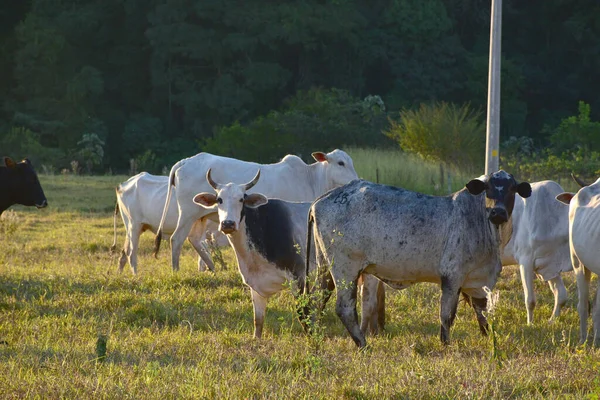 Grupo Ganado Nellore Bos Taurus Indicus Pastando Campo Atardecer — Foto de Stock