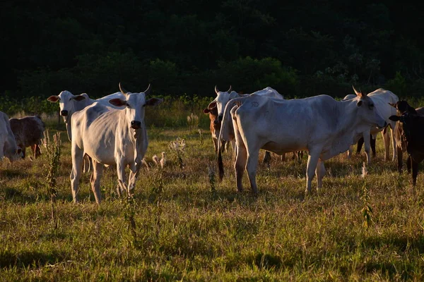 Grupo Ganado Nellore Bos Taurus Indicus Pastando Campo Atardecer —  Fotos de Stock