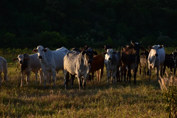 日没時に畑で牛を放牧するネローレ族 Bos Taurus Indus — ストック写真