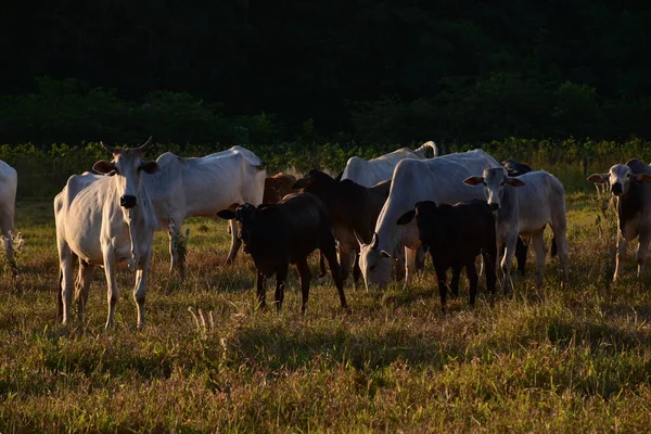Grupo Bovinos Nelore Bos Taurus Indicus Pastando Campo Pôr Sol — Fotografia de Stock