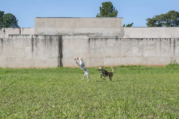 Two cute dogs playing fetch ball on a beautiful sunny day. A dog jumping to catch the ball in the air over green grass. Exactly when the dog stretches out to catch a ball in the air.