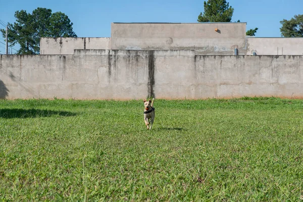 Happy short-haired dog running on lawn with a ball in its mouth on a beautiful sunny day. typical Brazilian dog of the caramel color mutt.