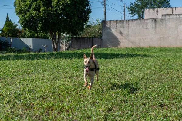 Happy short-haired dog running on lawn with a ball in its mouth on a beautiful sunny day. typical Brazilian dog of the caramel color mutt.