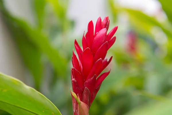 Alpinia Purpurata Species Perennial Plant Zingiberaceae Family Known Common Names — Fotografia de Stock