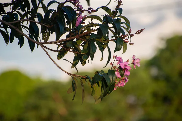 Twig Flowers Leaves Quaresmeira Tibouchina Granulosa Sunset Medium Sized Tree — Stockfoto
