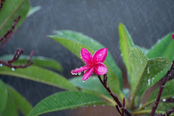 Frangipani Plumeria Rubra Mit Regentropfen Blumen Die Hawaii Kostümen Auf — Stockfoto