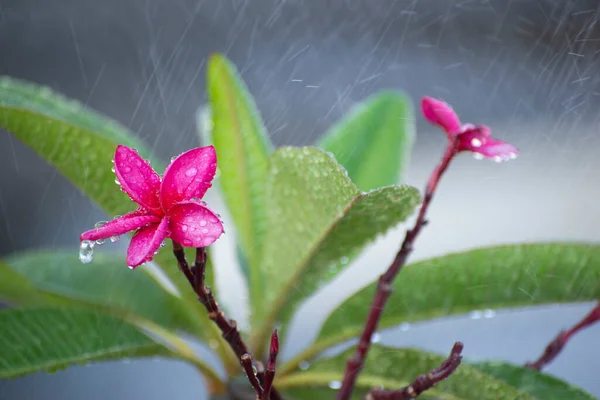 Frangipani Plumeria Rubra Mit Regentropfen Blumen Die Hawaii Kostümen Auf — Stockfoto