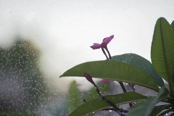 Frangipani Plumeria Rubra Con Gotas Lluvia Flores Utilizadas Trajes Hawaianos — Foto de Stock