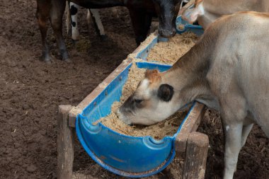 Cows eating from trough made of blue plastic barrels. Cows of different breeds being bred intensively. cows eating hay in cowshed. Cattle eating in the trough, in confinement. Countryside of Brazil.