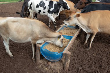 Cows eating from trough made of blue plastic barrels. Cows of different breeds being bred intensively. cows eating hay in cowshed. Cattle eating in the trough, in confinement. Countryside of Brazil.