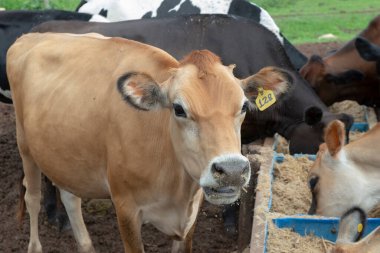 Cows eating from trough made of blue plastic barrels. Cows of different breeds being bred intensively. cows eating hay in cowshed. Cattle eating in the trough, in confinement. Countryside of Brazil.