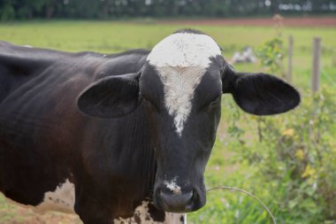 Close up of cow on Brazilian farm. Beef cattle, Ox resulting from the cross between different breeds. Brazilian livestock is one of the largest in the world. Extensive cattle breeding regime.