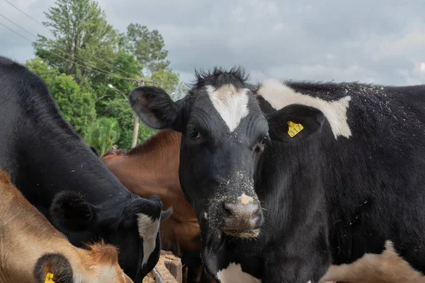 Dairy Cows Feeding Lame Grass Brown Black White Cows Small —  Fotos de Stock