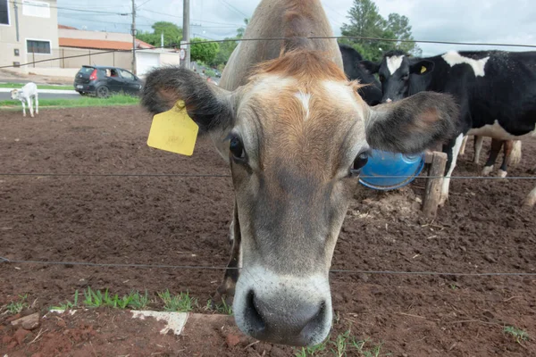 Close up of cow on Brazilian farm. Beef cattle, Ox resulting from the cross between different breeds. Brazilian livestock is one of the largest in the world. Intensive cattle breeding regime.