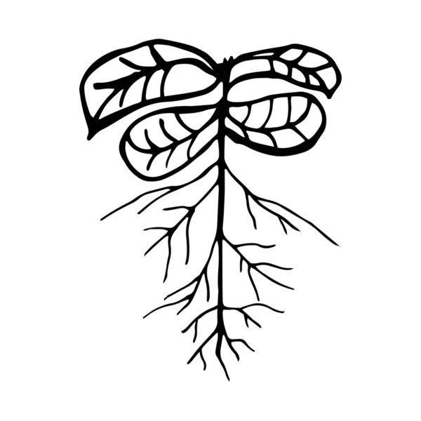 Hand Drawn Doodle Sprout Root Icon — 스톡 벡터