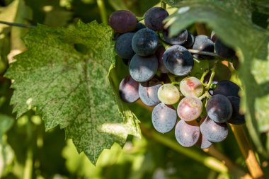 üzüm ile demet yaprak