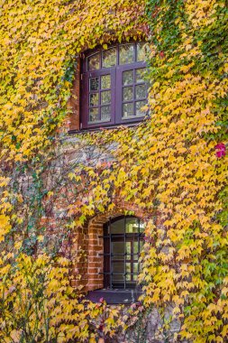 ev duvar yabani üzüm, sonbahar sahne büyümüş