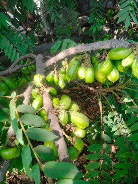 Yaygın orman ağaçları, orman ağaçları.