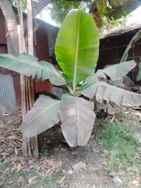 Muz ağacı bilimsel adı, muz ağacı restoranı, muz ağacı boyu