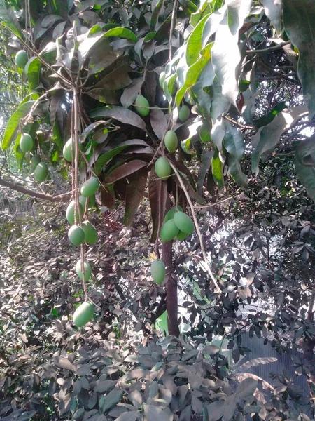 Mango Trädgård Resort Mango Träd Plantering Avstånd — Stockfoto