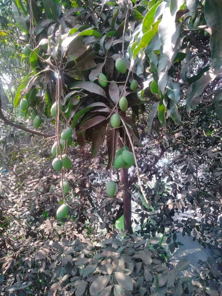 Mango Garden Resort Odległość Plantacji Drzewa Mango — Zdjęcie stockowe