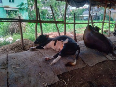 Dünyanın en büyük ineği, 2022 'nin en büyük ineği, Bangladeş' in Avustralya inek fiyatı, Avustralya inek resimleri.