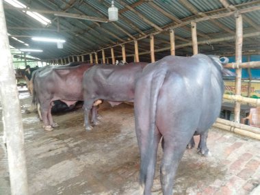 Dünyanın en büyük ineği, 2022 'nin en büyük ineği, Bangladeş' in Avustralya inek fiyatı, Avustralya inek resimleri.