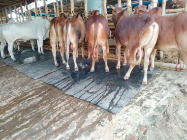 Dünyanın en büyük ineği, 2022 'nin en büyük ineği, Bangladeş' in Avustralya inek fiyatı, Avustralya inek resimleri.