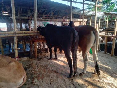 Dünyanın en büyük ineği, 2022 'nin en büyük ineği, Bangladeş' in Avustralya inek fiyatı, Avustralya inek resimleri.