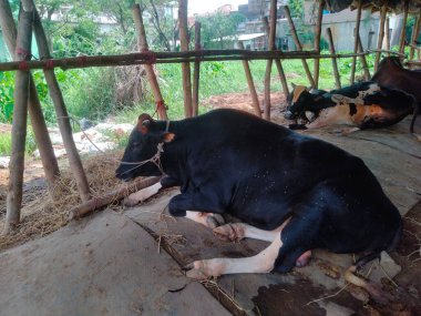 Dünyanın en büyük ineği, 2022 'nin en büyük ineği, Bangladeş' in Avustralya inek fiyatı, Avustralya inek resimleri.