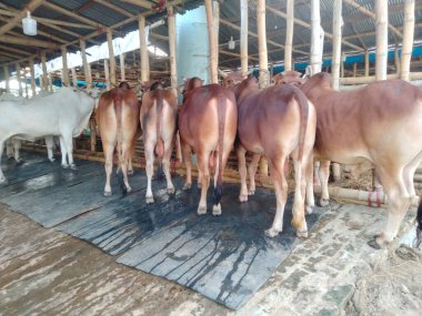 Dünyanın en büyük ineği, 2022 'nin en büyük ineği, Bangladeş' in Avustralya inek fiyatı, Avustralya inek resimleri.