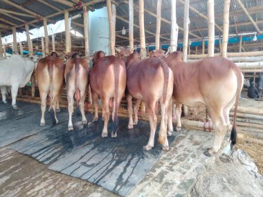 Dünyanın en büyük ineği, 2022 'nin en büyük ineği, Bangladeş' in Avustralya inek fiyatı, Avustralya inek resimleri.