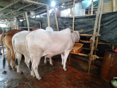 Dünyanın en büyük ineği, 2022 'nin en büyük ineği, Bangladeş' in Avustralya inek fiyatı, Avustralya inek resimleri.