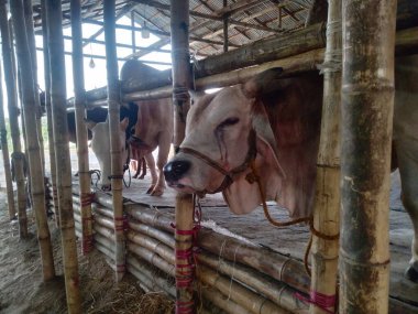 Dünyanın en büyük ineği, 2022 'nin en büyük ineği, Bangladeş' in Avustralya inek fiyatı, Avustralya inek resimleri.