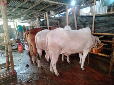 Dünyanın en büyük ineği, 2022 'nin en büyük ineği, Bangladeş' in Avustralya inek fiyatı, Avustralya inek resimleri.