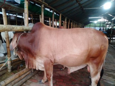 Dünyanın en büyük ineği, 2022 'nin en büyük ineği, Bangladeş' in Avustralya inek fiyatı, Avustralya inek resimleri.