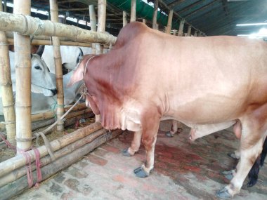 Dünyanın en büyük ineği, 2022 'nin en büyük ineği, Bangladeş' in Avustralya inek fiyatı, Avustralya inek resimleri.