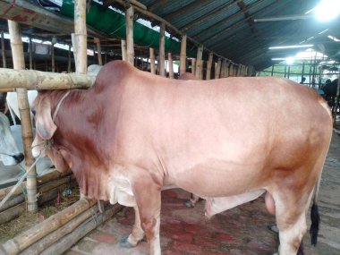 Dünyanın en büyük ineği, 2022 'nin en büyük ineği, Bangladeş' in Avustralya inek fiyatı, Avustralya inek resimleri.