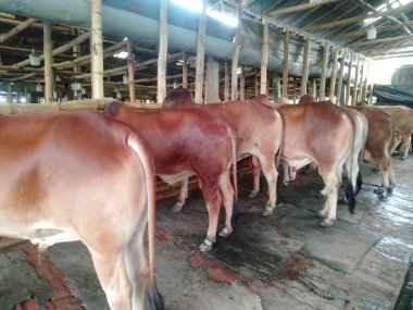 Dünyanın en büyük ineği, 2022 'nin en büyük ineği, Bangladeş' in Avustralya inek fiyatı, Avustralya inek resimleri.