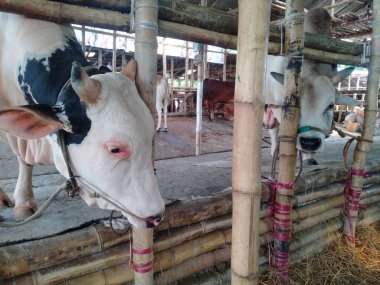 Dünyanın en büyük ineği, 2022 'nin en büyük ineği, Bangladeş' in Avustralya inek fiyatı, Avustralya inek resimleri.