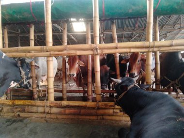 Dünyanın en büyük ineği, 2022 'nin en büyük ineği, Bangladeş' in Avustralya inek fiyatı, Avustralya inek resimleri.