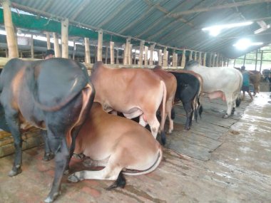 Dünyanın en büyük ineği, 2022 'nin en büyük ineği, Bangladeş' in Avustralya inek fiyatı, Avustralya inek resimleri.