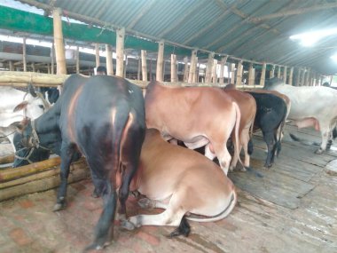 Dünyanın en büyük ineği, 2022 'nin en büyük ineği, Bangladeş' in Avustralya inek fiyatı, Avustralya inek resimleri.