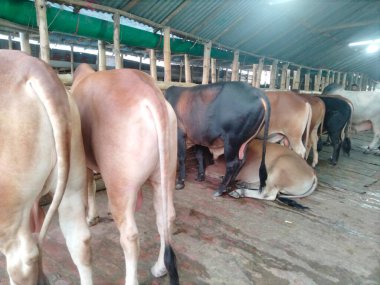 Dünyanın en büyük ineği, 2022 'nin en büyük ineği, Bangladeş' in Avustralya inek fiyatı, Avustralya inek resimleri.