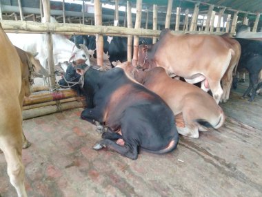 Dünyanın en büyük ineği, 2022 'nin en büyük ineği, Bangladeş' in Avustralya inek fiyatı, Avustralya inek resimleri.