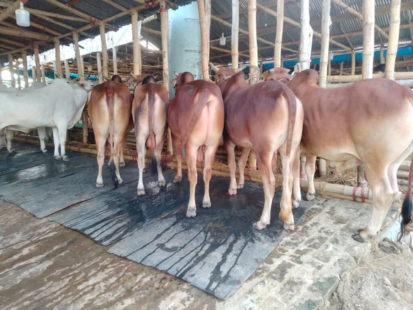 Dünyanın en büyük ineği, 2022 'nin en büyük ineği, Bangladeş' in Avustralya inek fiyatı, Avustralya inek resimleri.