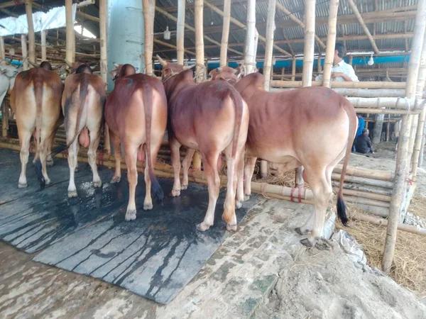 Dünyanın en büyük ineği, 2022 'nin en büyük ineği, Bangladeş' in Avustralya inek fiyatı, Avustralya inek resimleri.