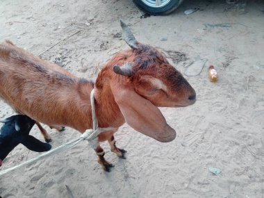 Keçi pazarı fiyatları 2022, koyun ve keçi pazarı, yakınımdaki keçi pazarı.